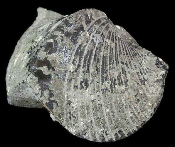 Pyrite Replaced Brachiopod (Paraspirifer) - Ohio #52696